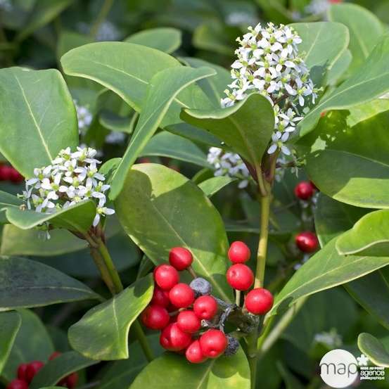 Skimmia japonica ' Rubella ' : H 40/50 cm conteneur 5 litres