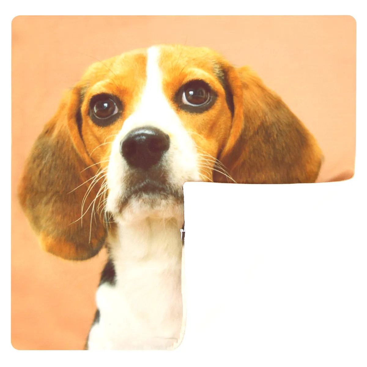 AVIZAR - Chien Beagle
