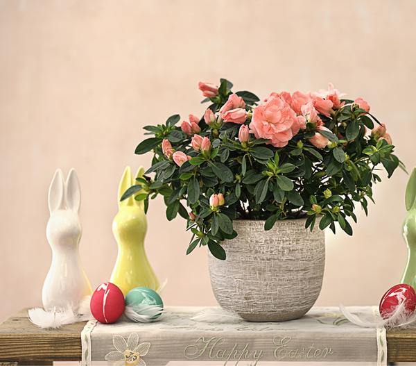 Zimmerazalee - Rhododendron simsii 'Rosalea'