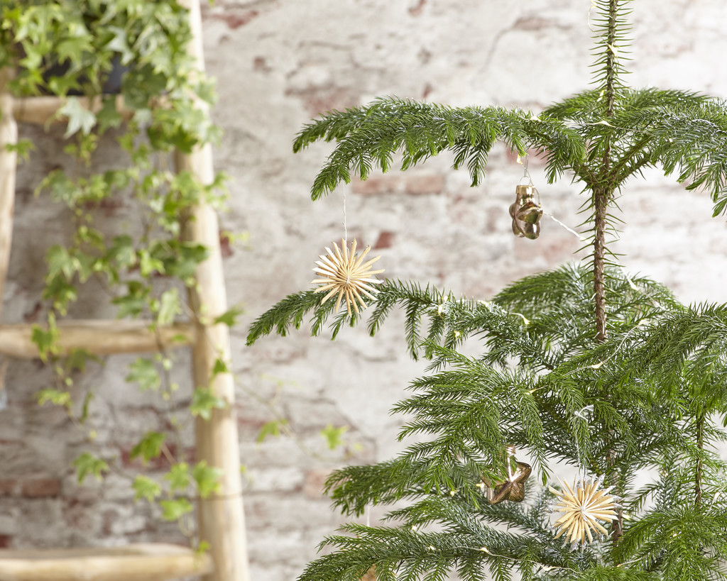 Arbre à singe - araucaria - pot 17 cm - ↕ 60 cm