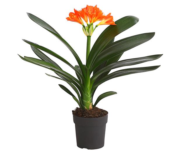 Zimmer-Klivie - Clivia miniata, orange