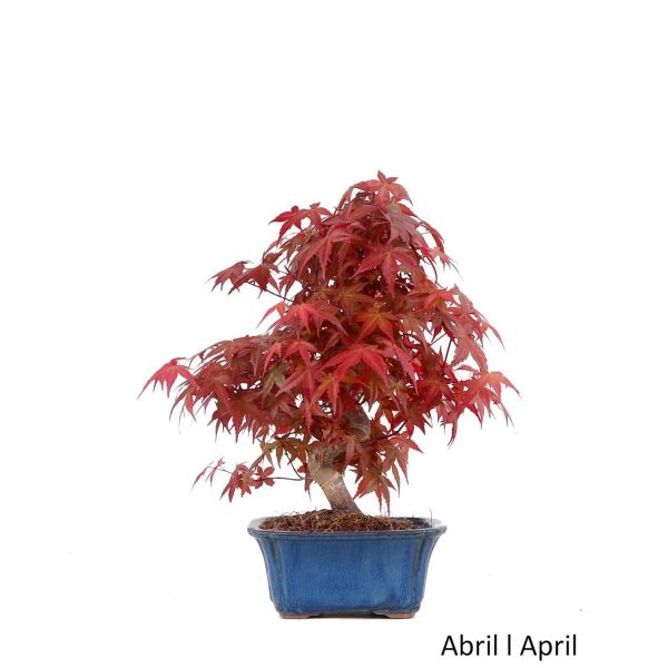 Luso Bonsai Acer Palmatum Deshojo Bonsai de 27 anos - 51750A