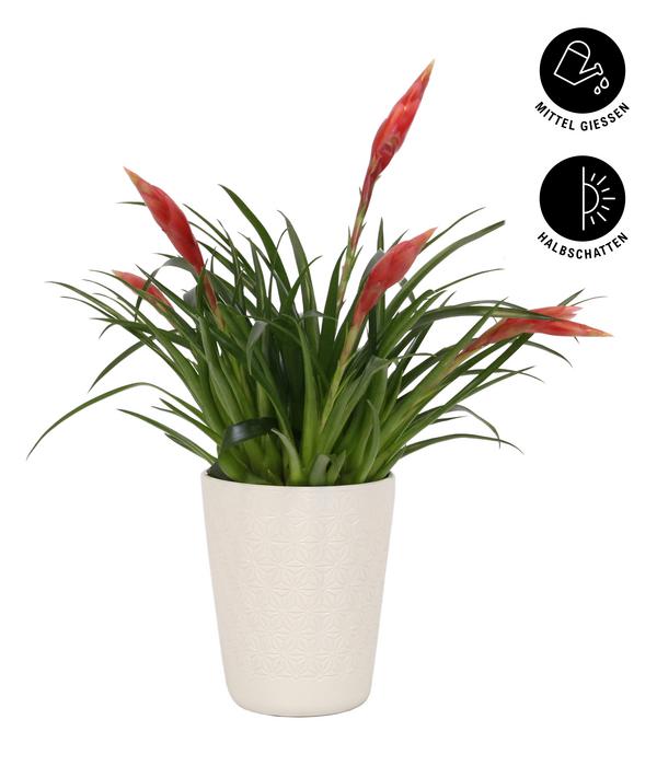 Flammendes Schwert - Vriesea Multiflora
