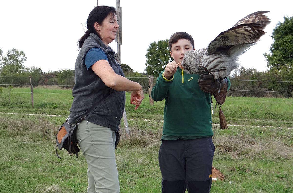 Falkner für einen Tag Weißkopfseeadler