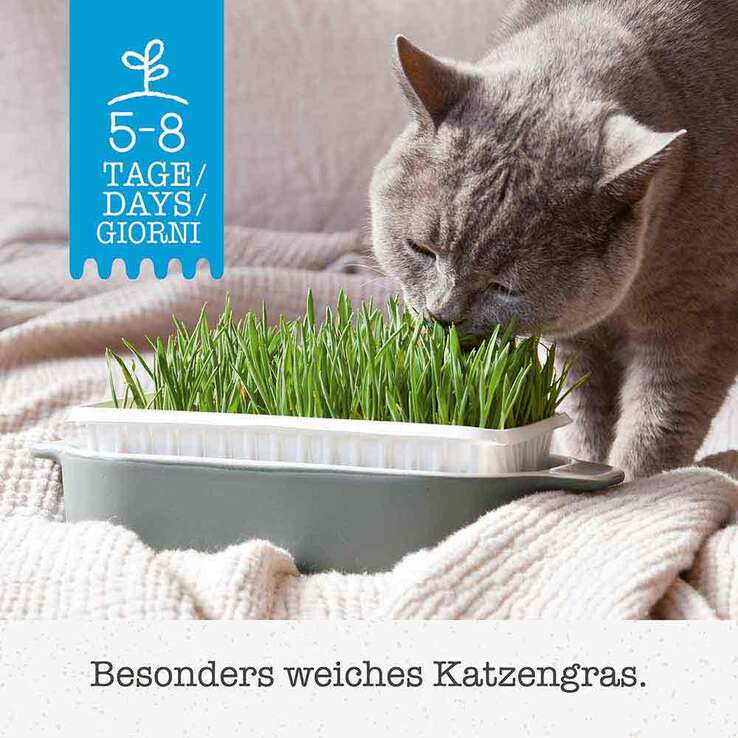 Gimpet Soft Gras für Katzen, 100 g