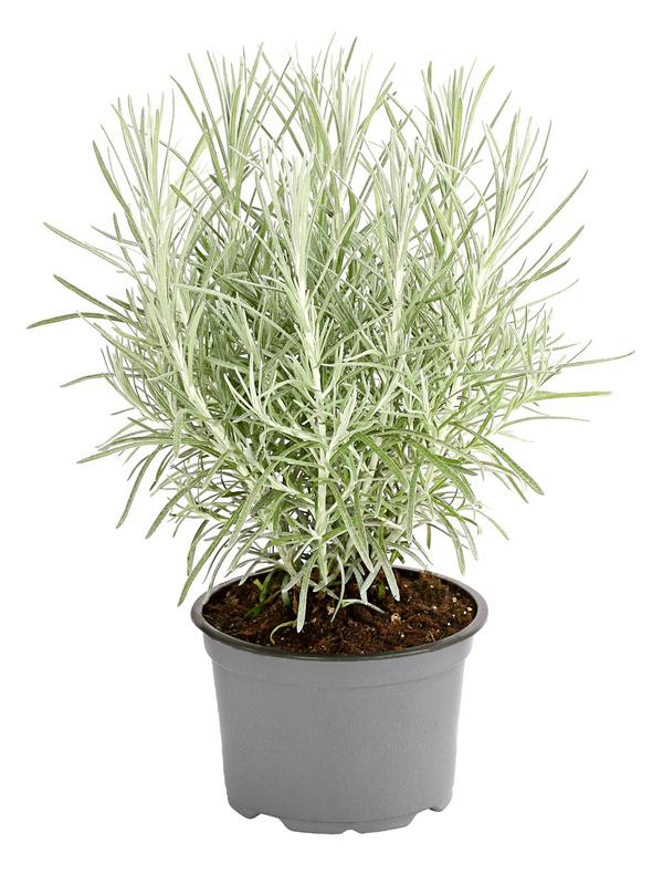 Dehner Gourmet Garten Currykraut
