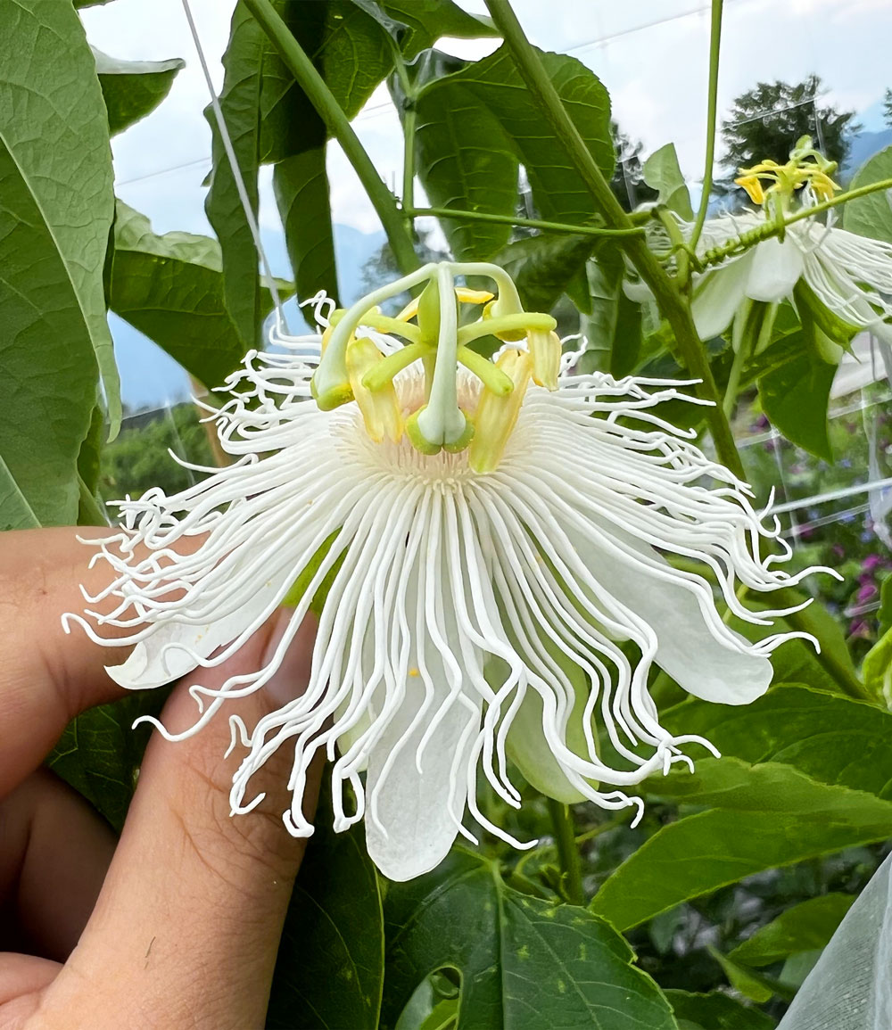 Winterharte Passionsblume Cooltropics® 'Snowstar®'