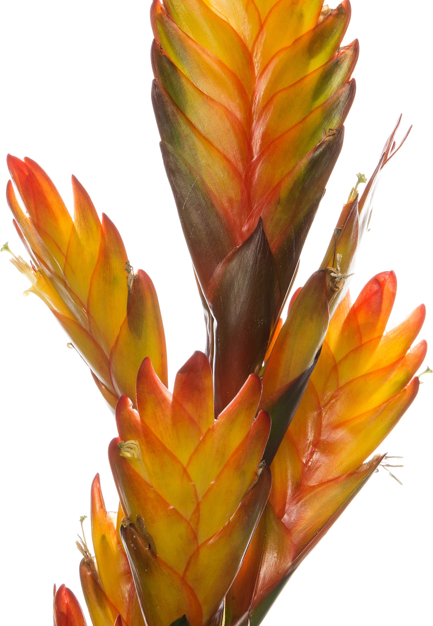 Vriesea (Vriesea 'Intenso yellow') D 12 H 48 cm