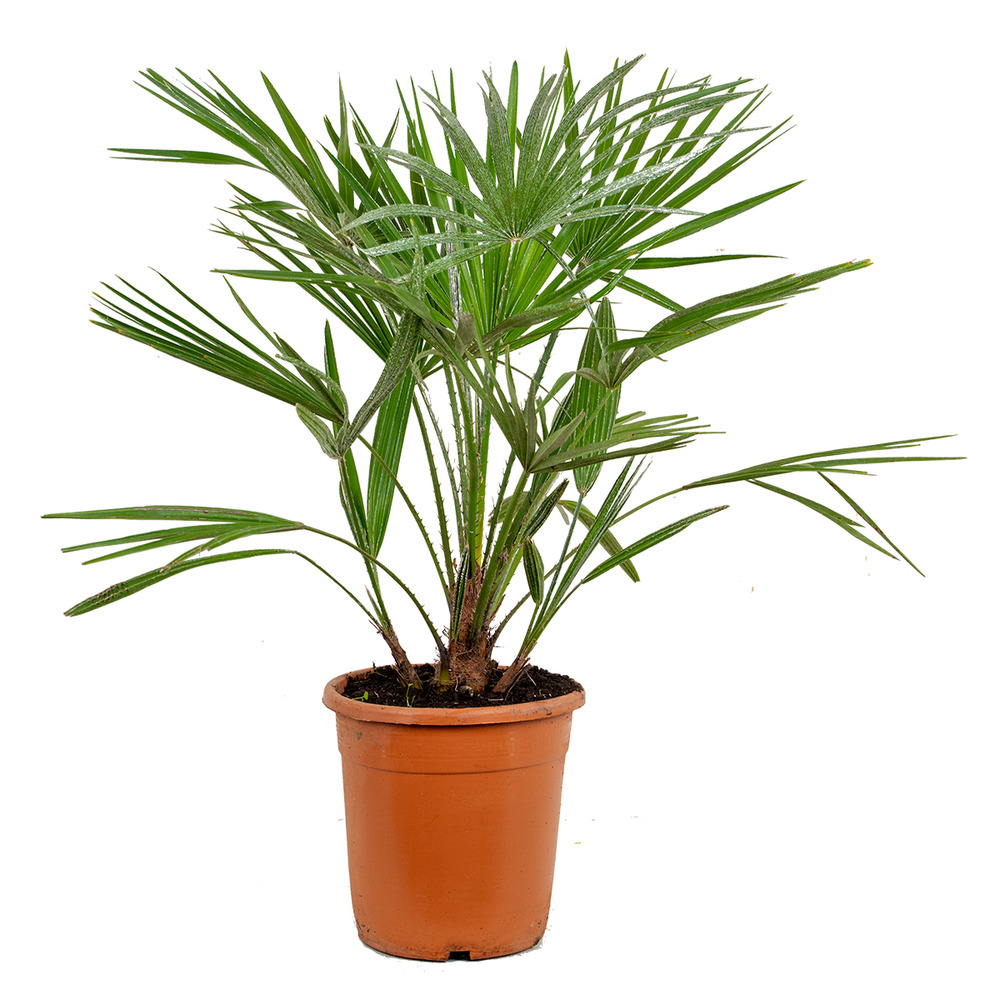 Chamaerops 'humilis' - palmier nain européen - palmier - rustique – ⌀21 cm - ↕60-75 cm