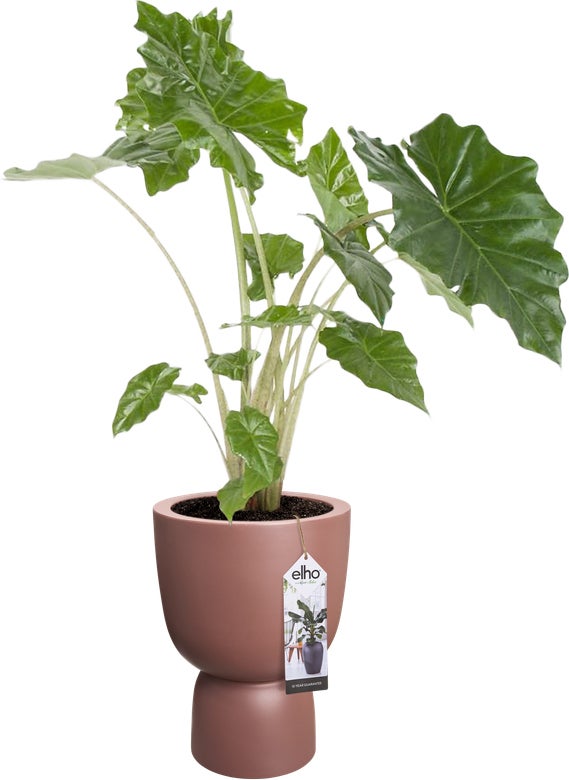 Elho bloempot op voet Pure roze D 34,9 H 49 cm