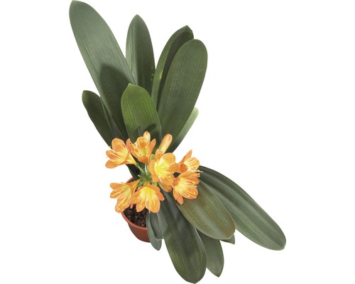 Clivia FloraSelf (Clivia miniata) H 40-55 cm Ø 13 cm pot