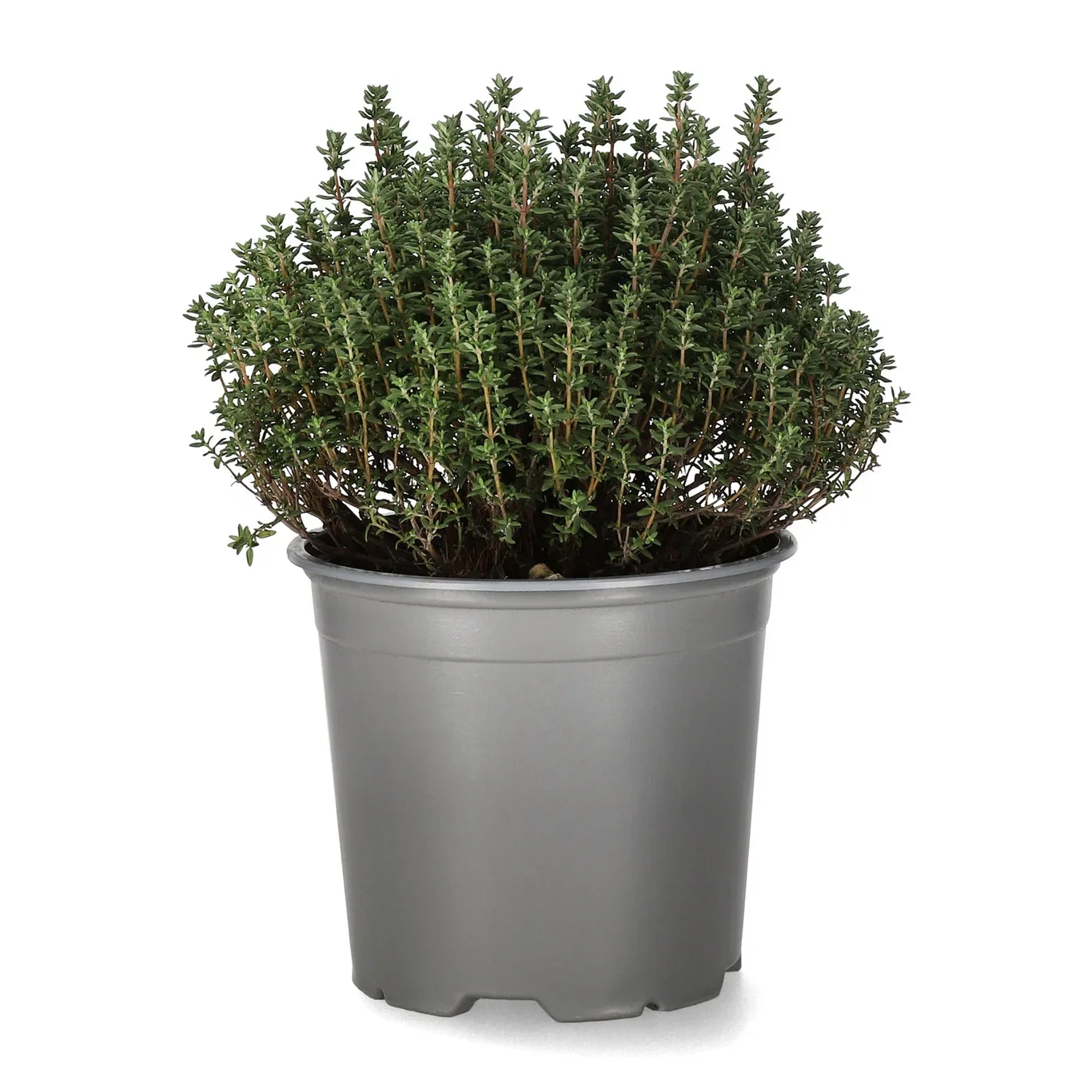 Thymus vulgaris 14 cm Timian Ø14 cm