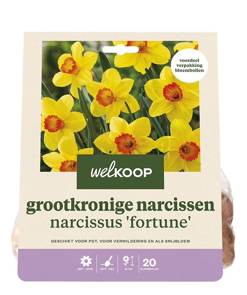 Welkoop Narcis Castizo - Bloembollen