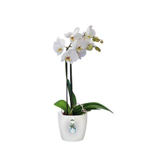 Cache-pot Brussels Orchidées en plastique injecté, blanc Ø 16 cm