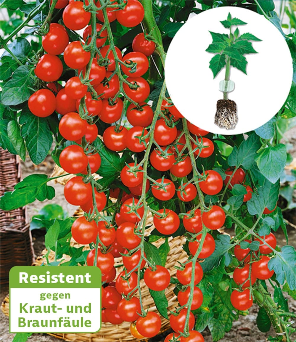 Veredelte Snack-Tomate 'Rubylicious' F1