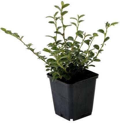 Dwergmispel (Cotoneaster horizontalis 'Adpressus') H 25-30 cm