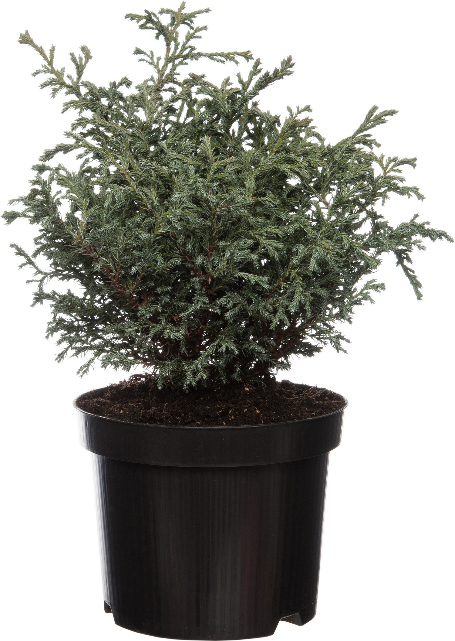 Dwergcipres (Chamaecyparis pisifera 'Baby Blue') D 17 H 20 cm