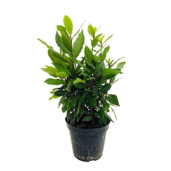 Plant de laurier sauce : pot de 1 litre