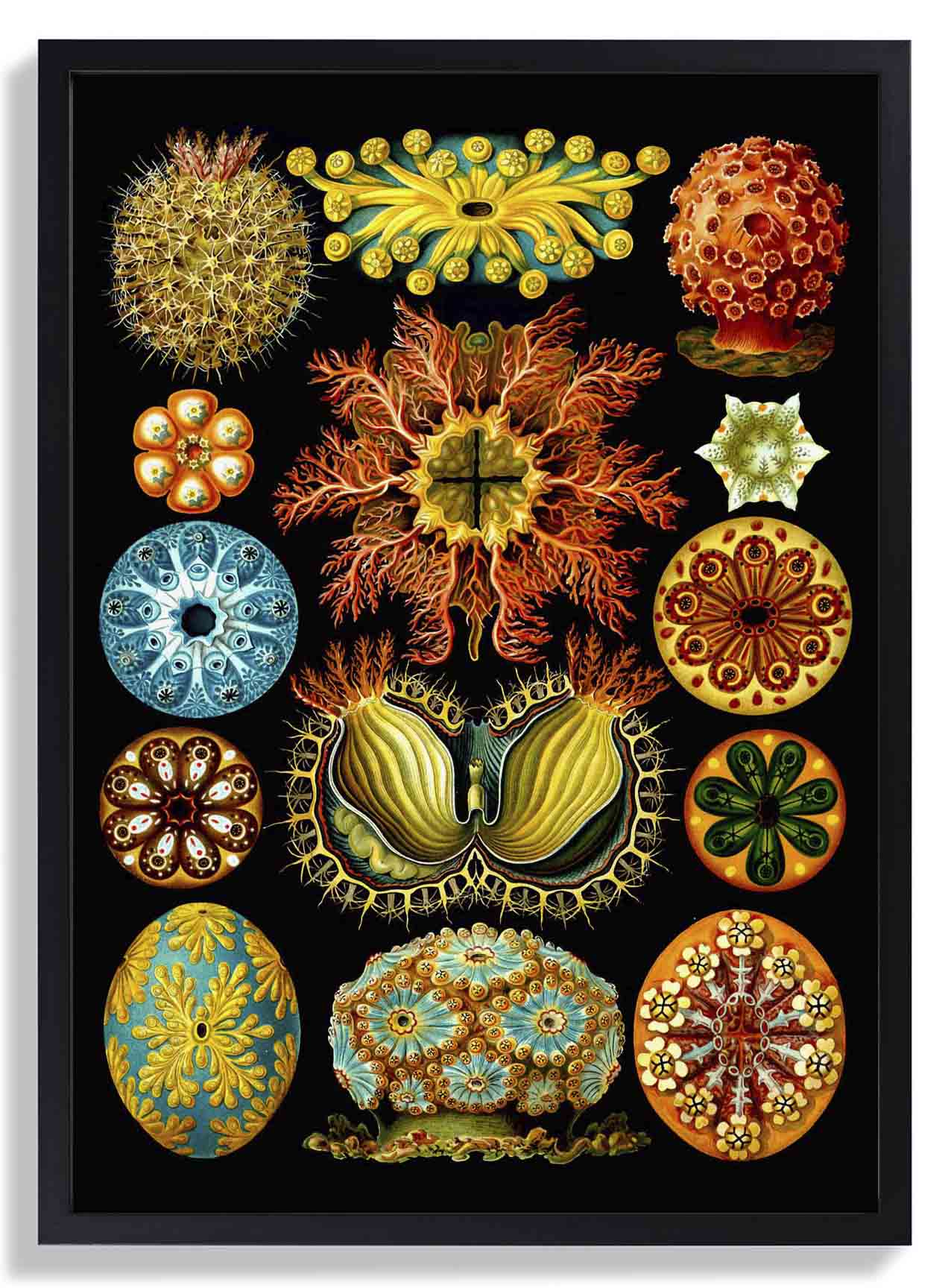 Bunte Korallen Embryologie von Ernst Haeckel