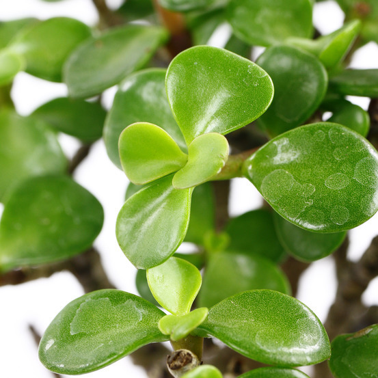 Bonsaï Portulacaria:5-6 ans boule