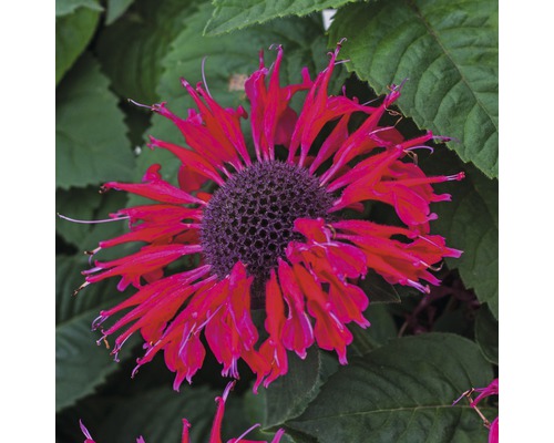 Vaste planten in diverse soorten FloraSelf H 35-45 cm Co 5 L
