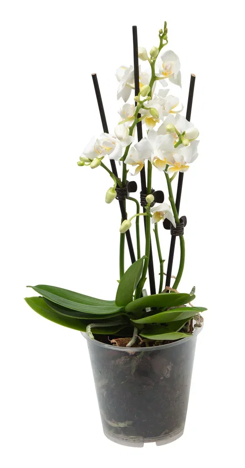 Phalaenopsis hybrid Orkidé Høyde 25 cm