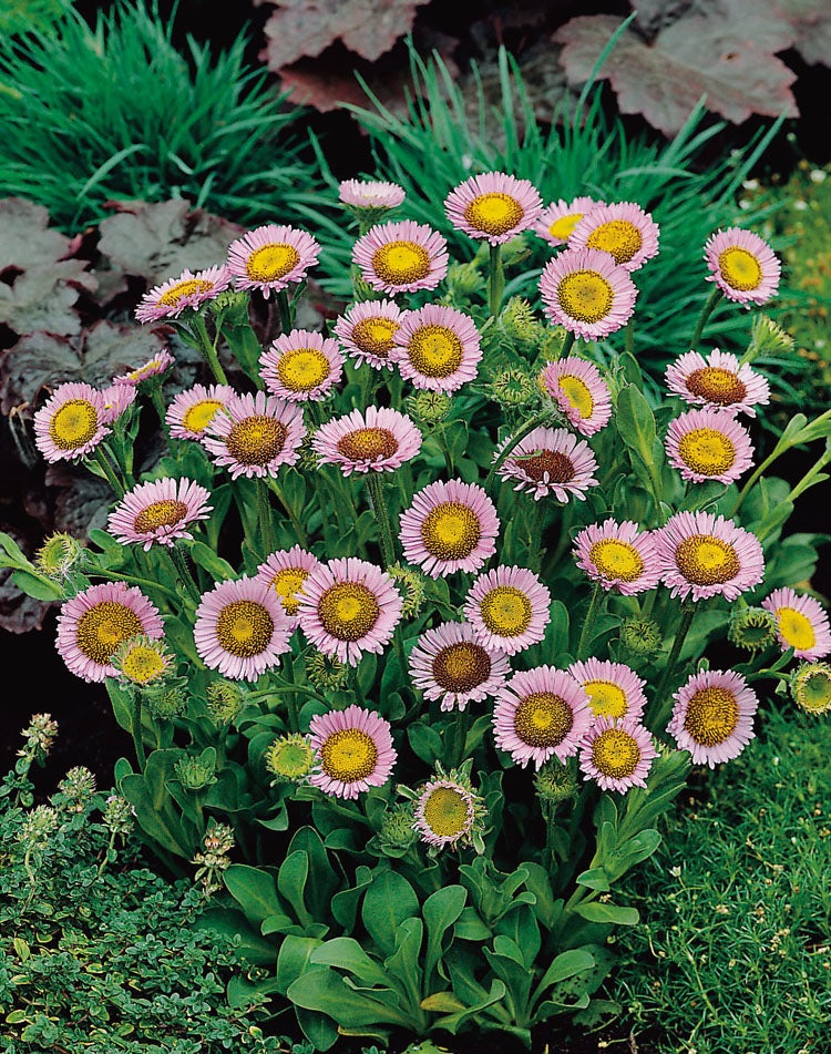Fijnstraal (Erigeron glaucus) D 11 H 50 cm