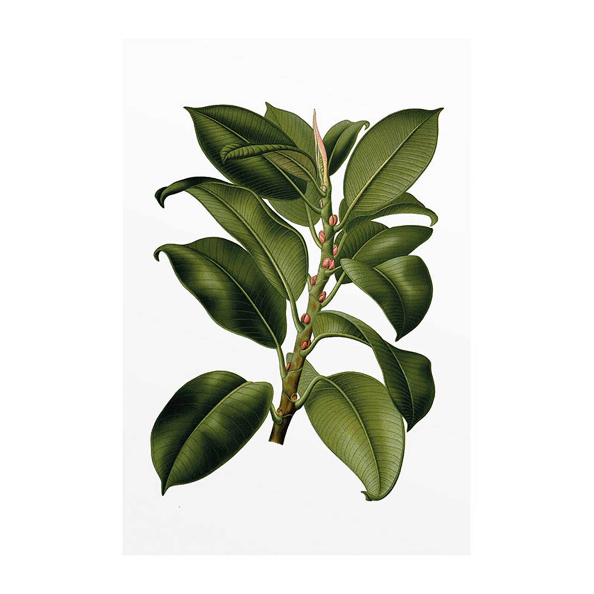 Wandbild ELASTICA TREE - 50x70 cm