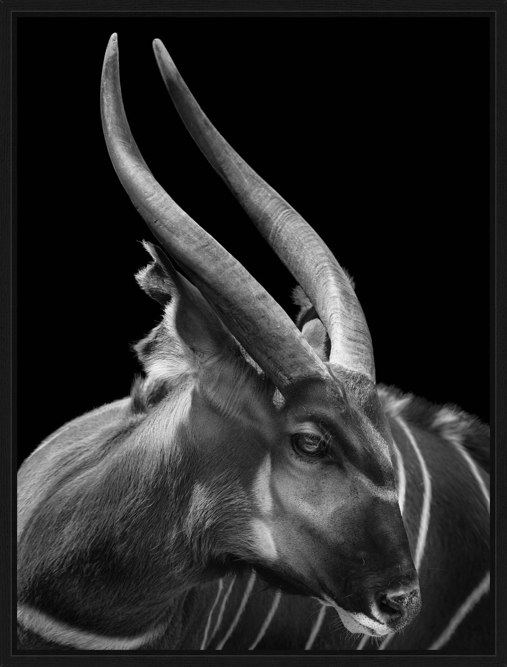 Bongo by Mikhail Kirakosyan - Limited Edition. Edition of: 150. Signed.