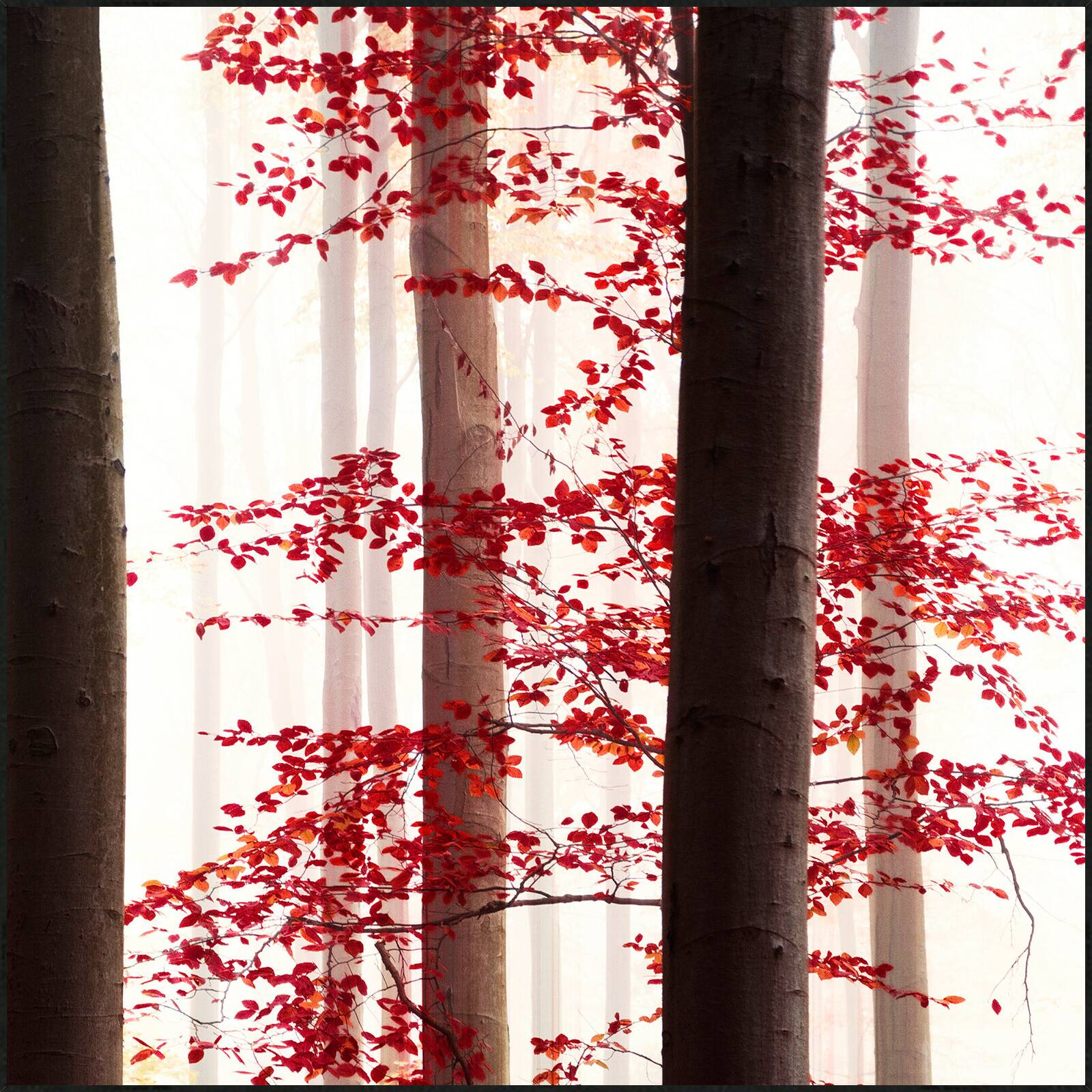 Autumn Magic by Christiane Steinicke - Open Edition.