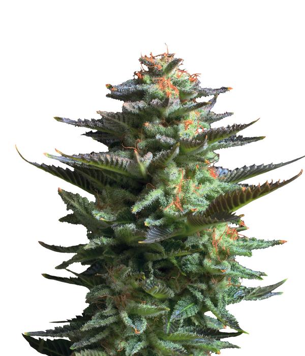 Bud Voyage Hanfsamen Lachflash Jamaican Haze,