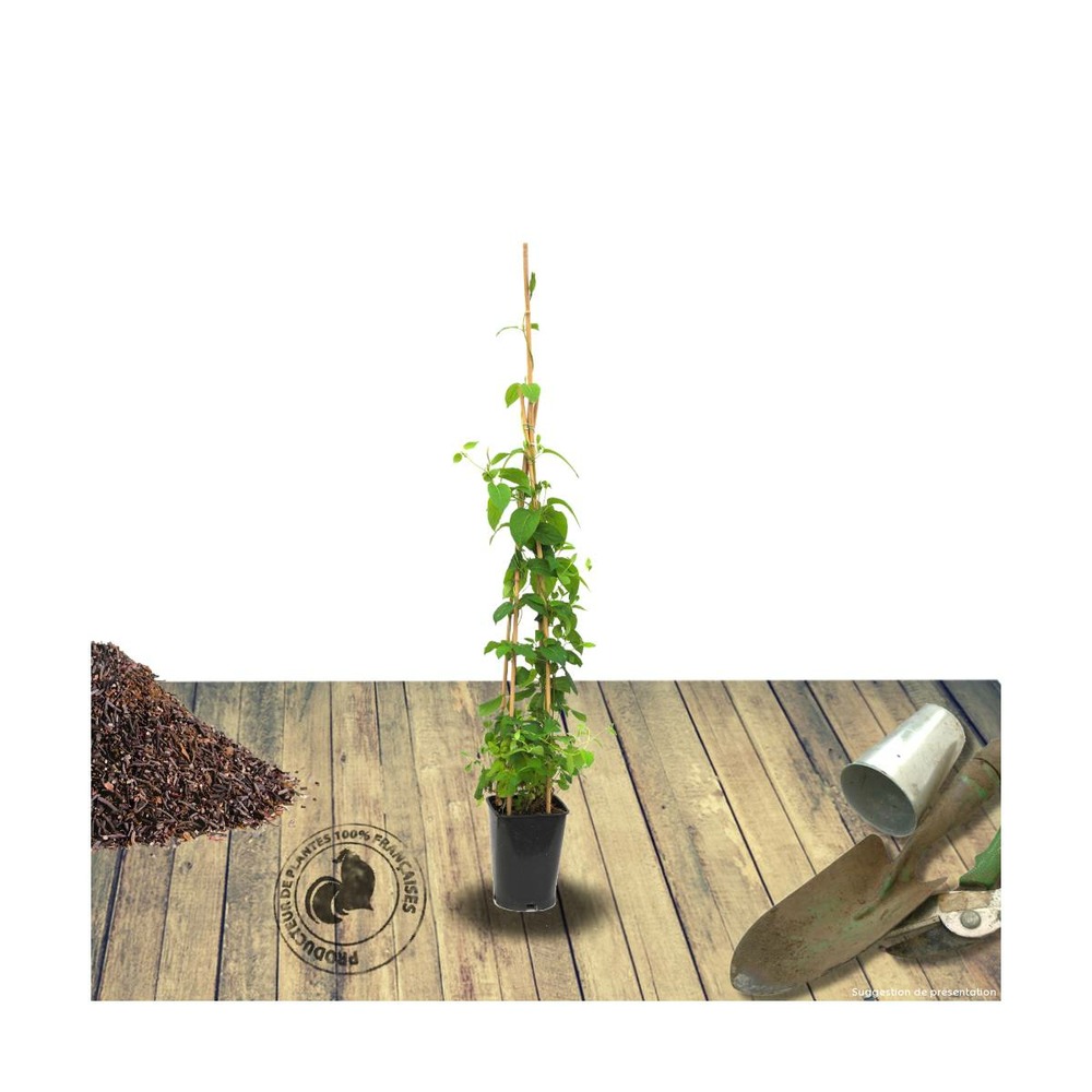 Chèvrefeuille henryi/lonicera henryi[-]pot de 3l - echelle bambou 60/120 cm