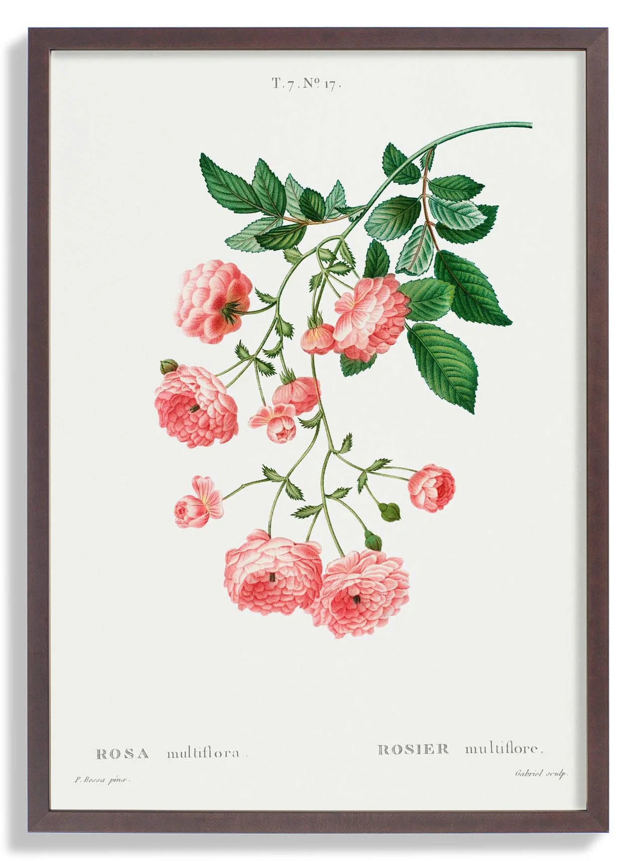 Rosa Multiflora