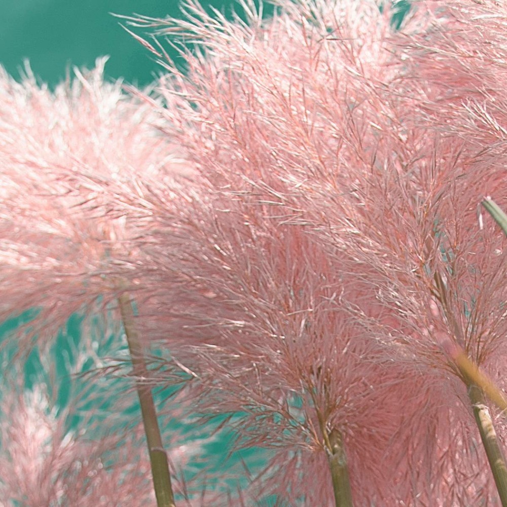 Herbe de la pampa selloana rendalterii/godet - 5/20 cm