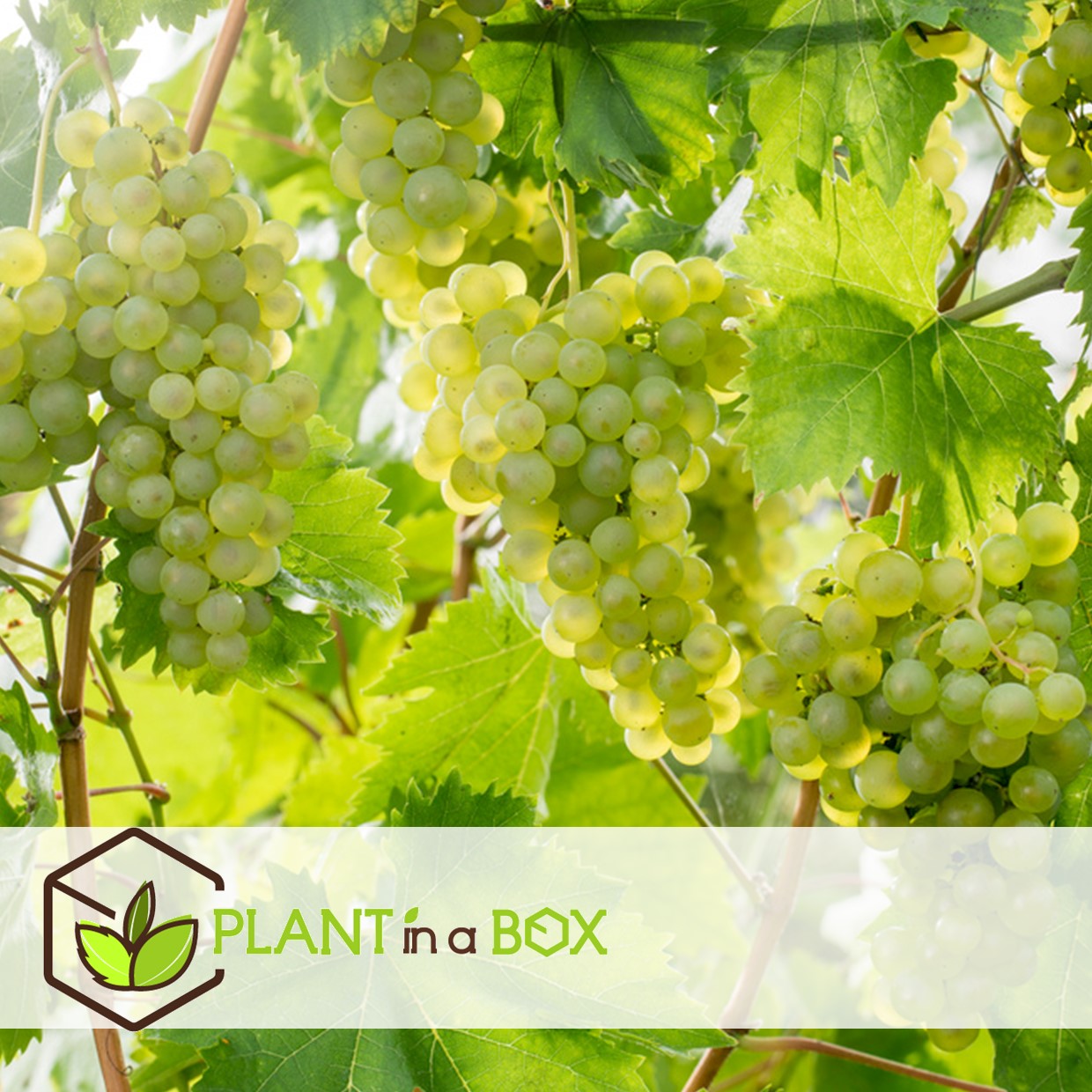 Plants de raisin - set de 3 - vitis vinifera - blanc - pot 9cm - hauteur 25-40cm