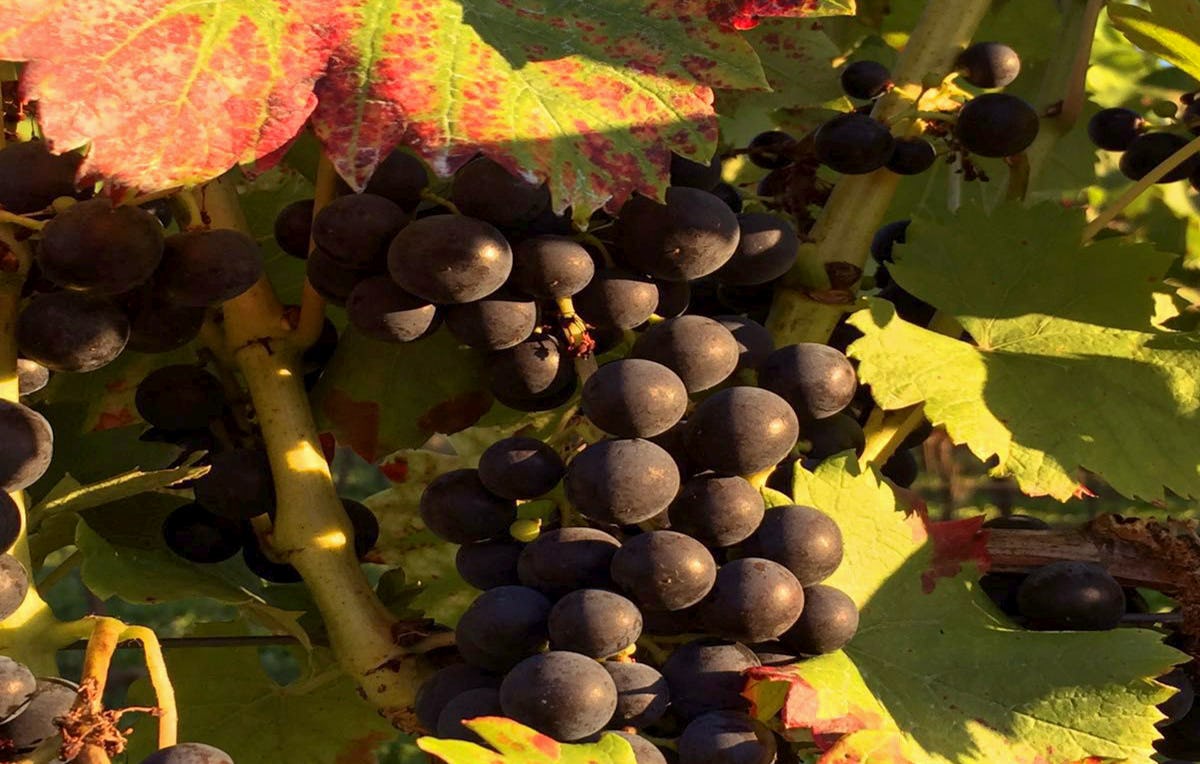 Online Weintasting