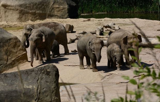 Fotokurs durch den Kölner Zoo als Geschenk