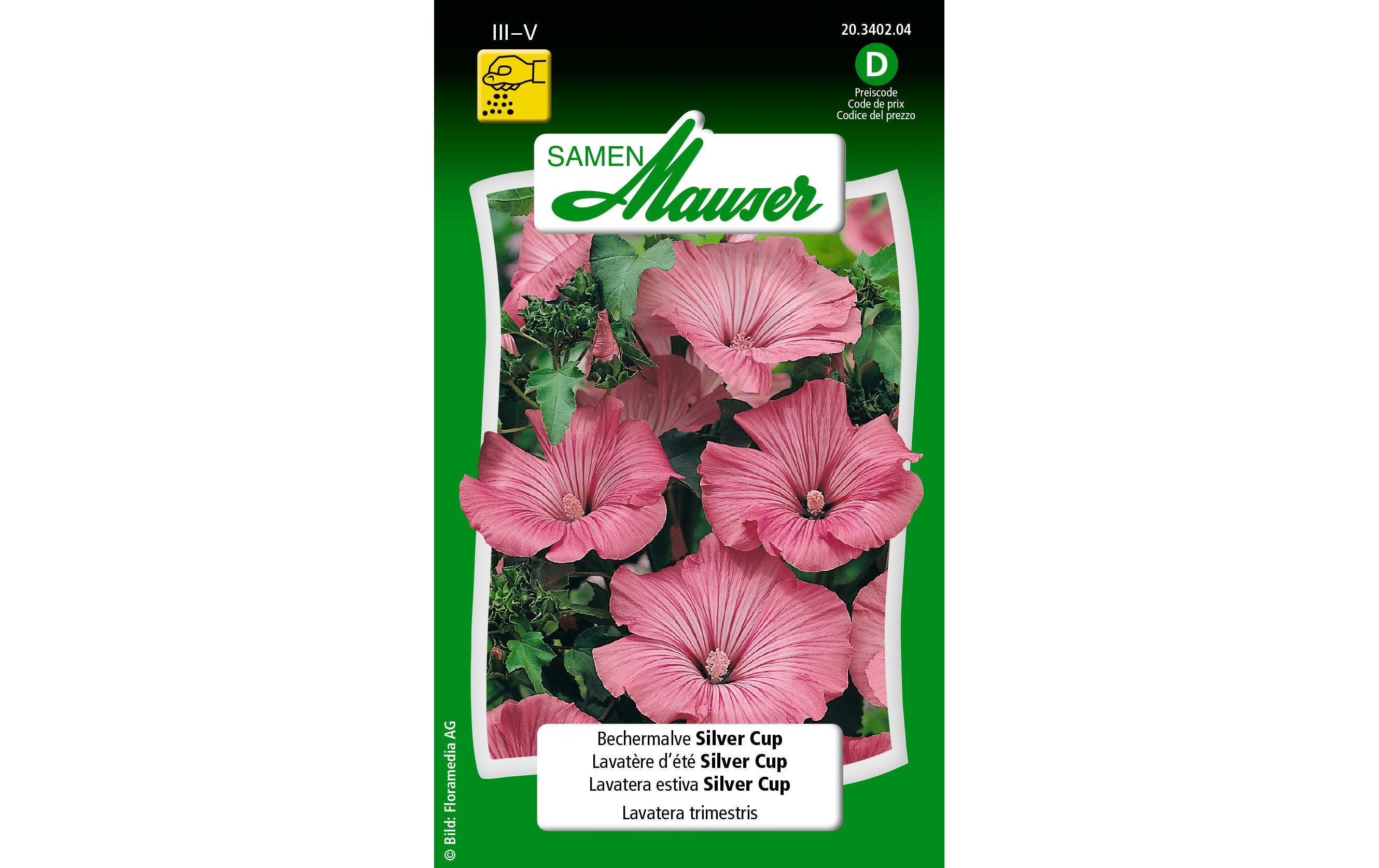 Saatgut Bechermalve Silver CupBlumensamen