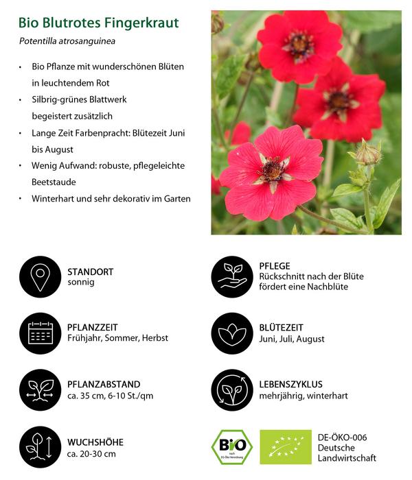 Bio Blutrotes Fingerkraut
