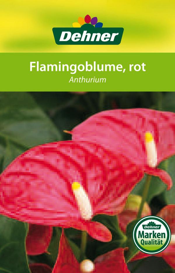 Große Flamingoblume - Anthurium andreanum