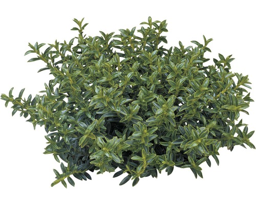Struikveronica FloraSelf Hebe armstrongii 'GreenBoys' Ø 12 cm pot