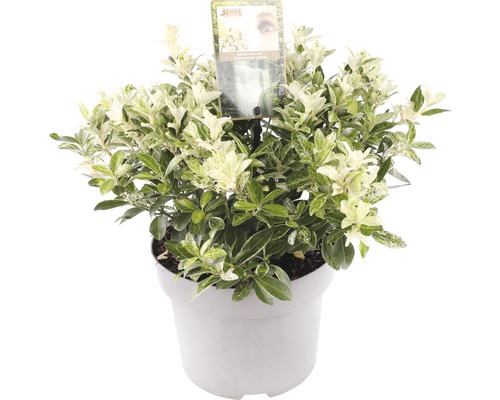 Kardinaalsmuts FloraSelf Euonymus japonica 'Pierrolino' H 25-35 cm Co 5 L