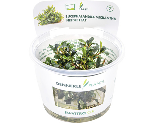 Smalbladige Bucephalandra - Bucepha.spec. Mini-naaldblad in vitro