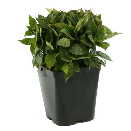Hydrangea Macrophylla Early Blue : C.5L