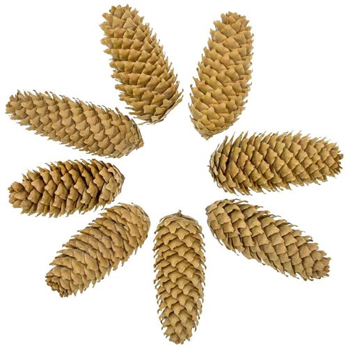 Pommes de pin d'épicéa - 500 grammes