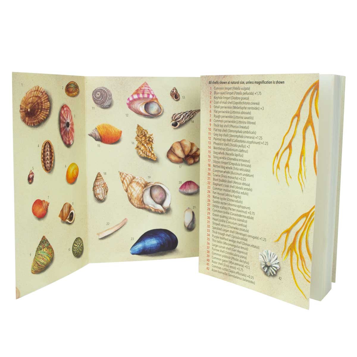 Shell Life on the Seashore (Paperback)
