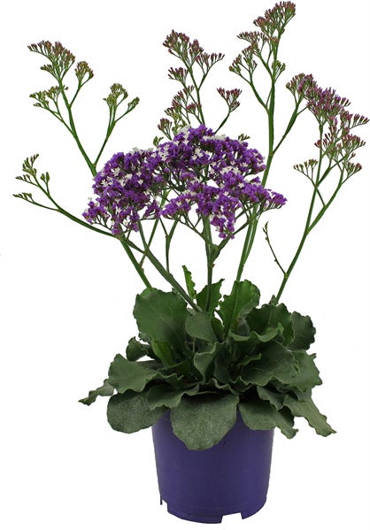 Lamsoor (Limonium 'Salt Lake') D 19 H 60 cm