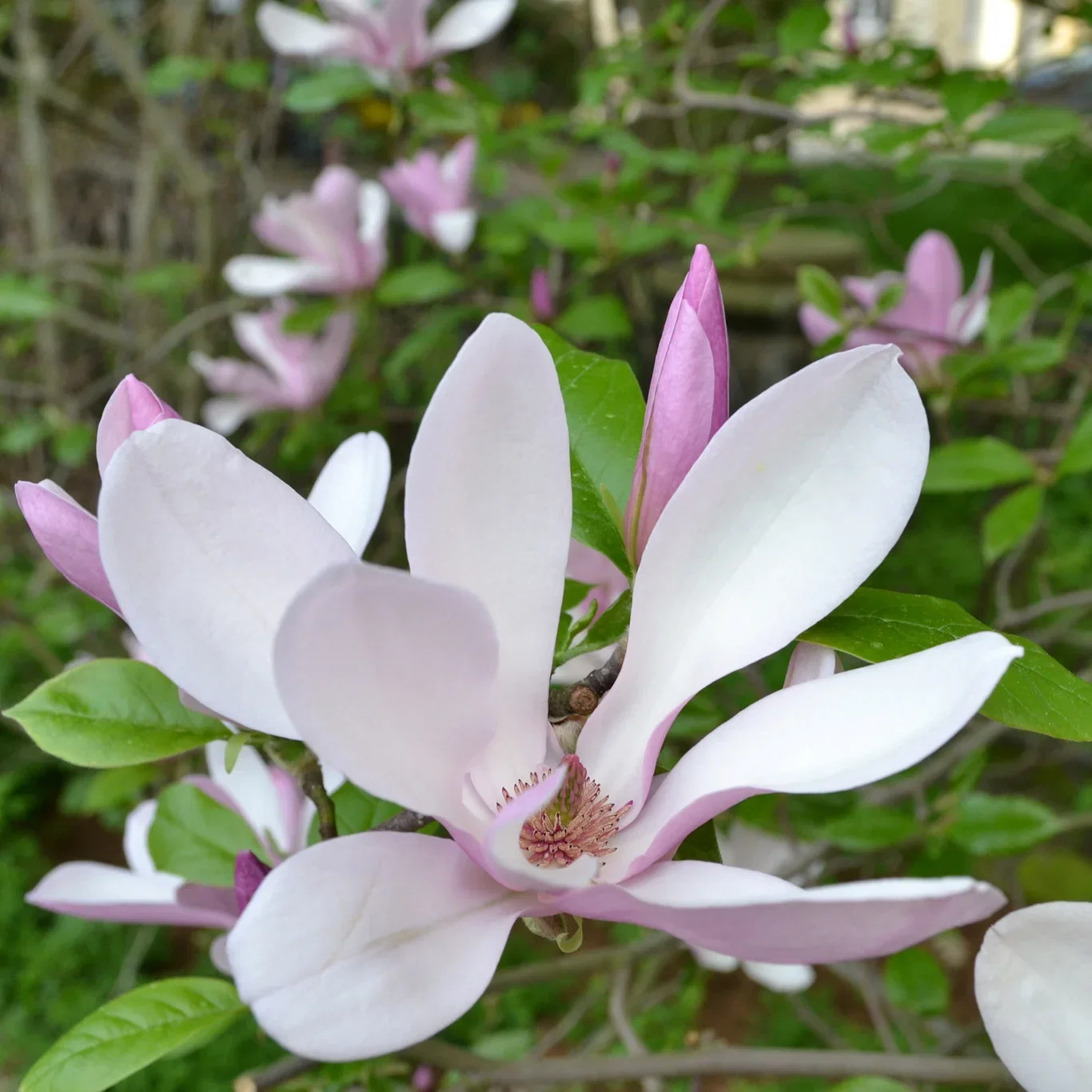 Magnolia (Liliiflora Group) 'George Henry Kern' Magnolia 'George Henry Kern' Ø19 cm