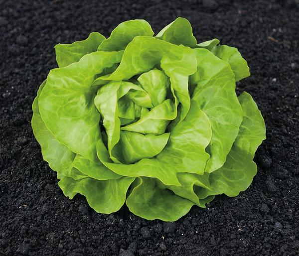 Dehner Premium Samen Kopfsalat 'Sylvesta'