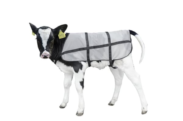 Bodyguard Calf Summer teppe